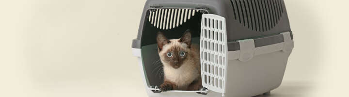 kleitiertransport kategorieeinstiegsbanner 2876x800